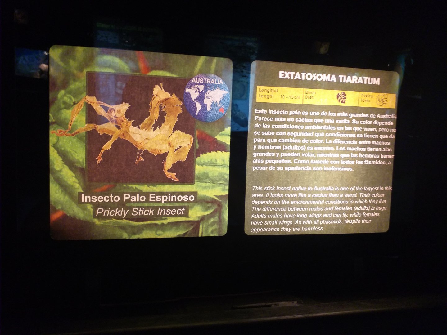 Spiny leaf insect sign -TerraNatura Benidorm (2021)