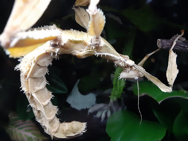 Spiny Leaf-insect