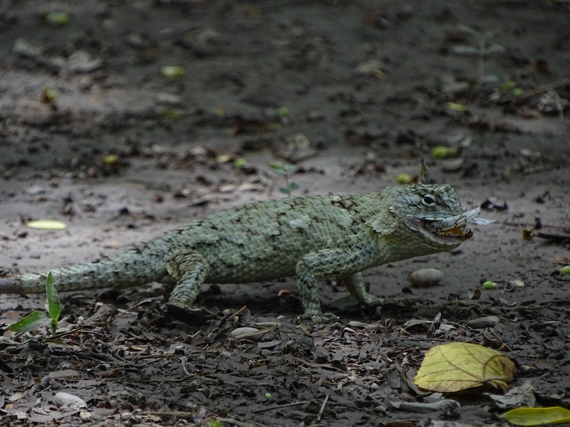 Spiny lizard (Sceloporus lundelli)