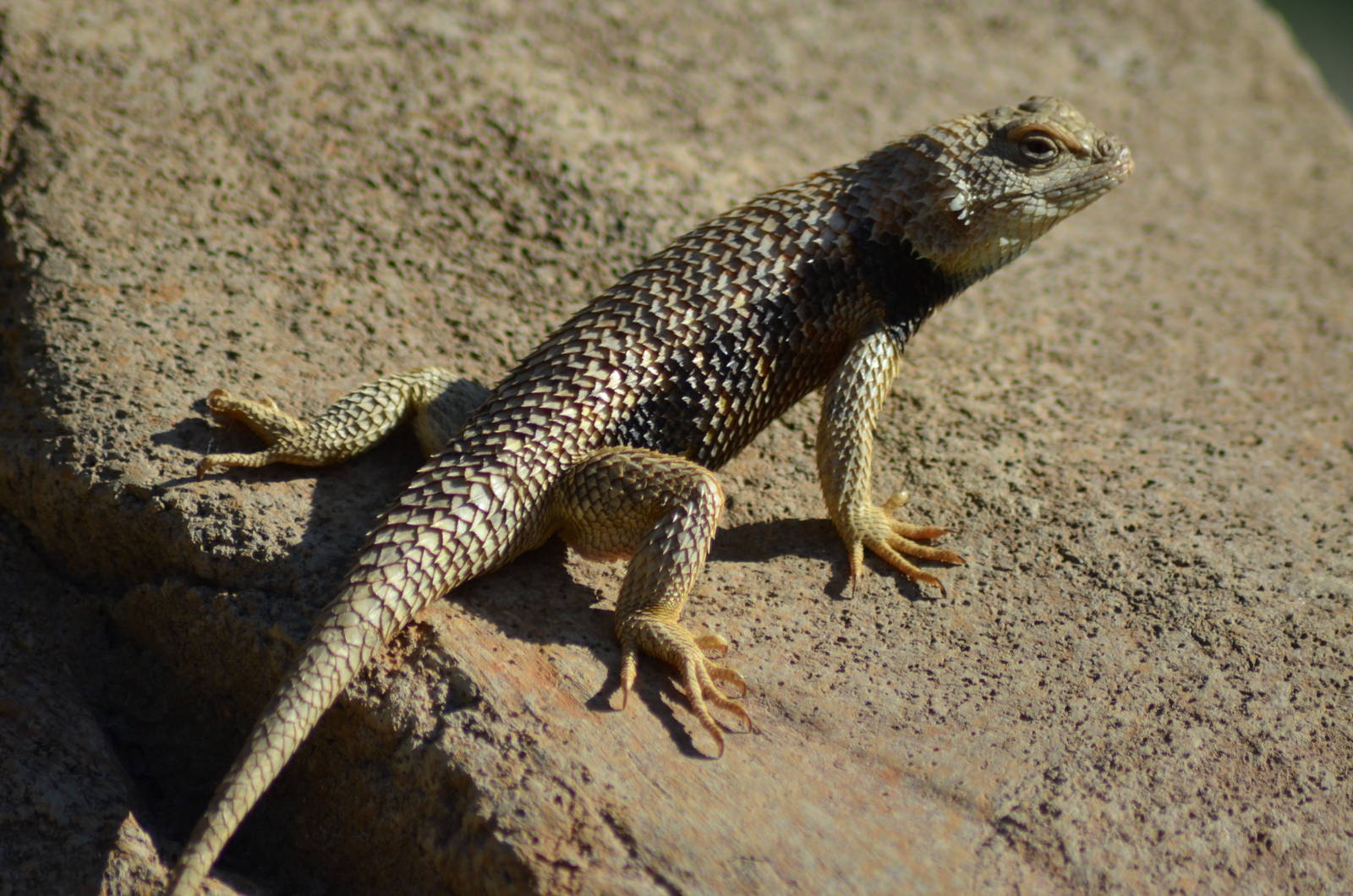 Spiny Lizard