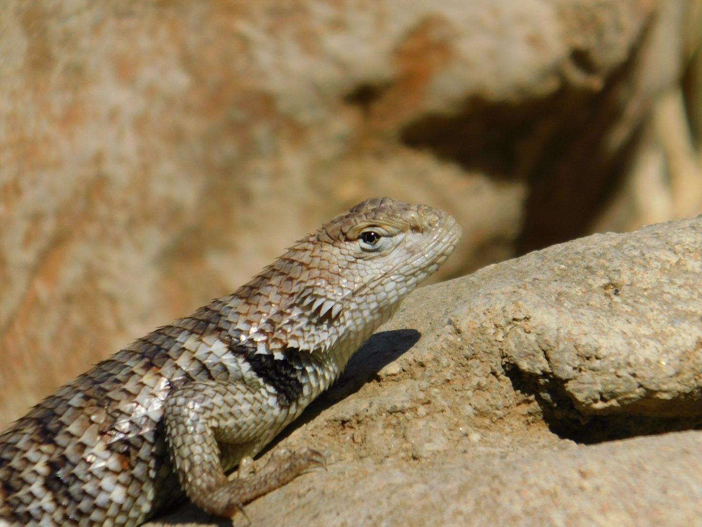 Spiny Lizard