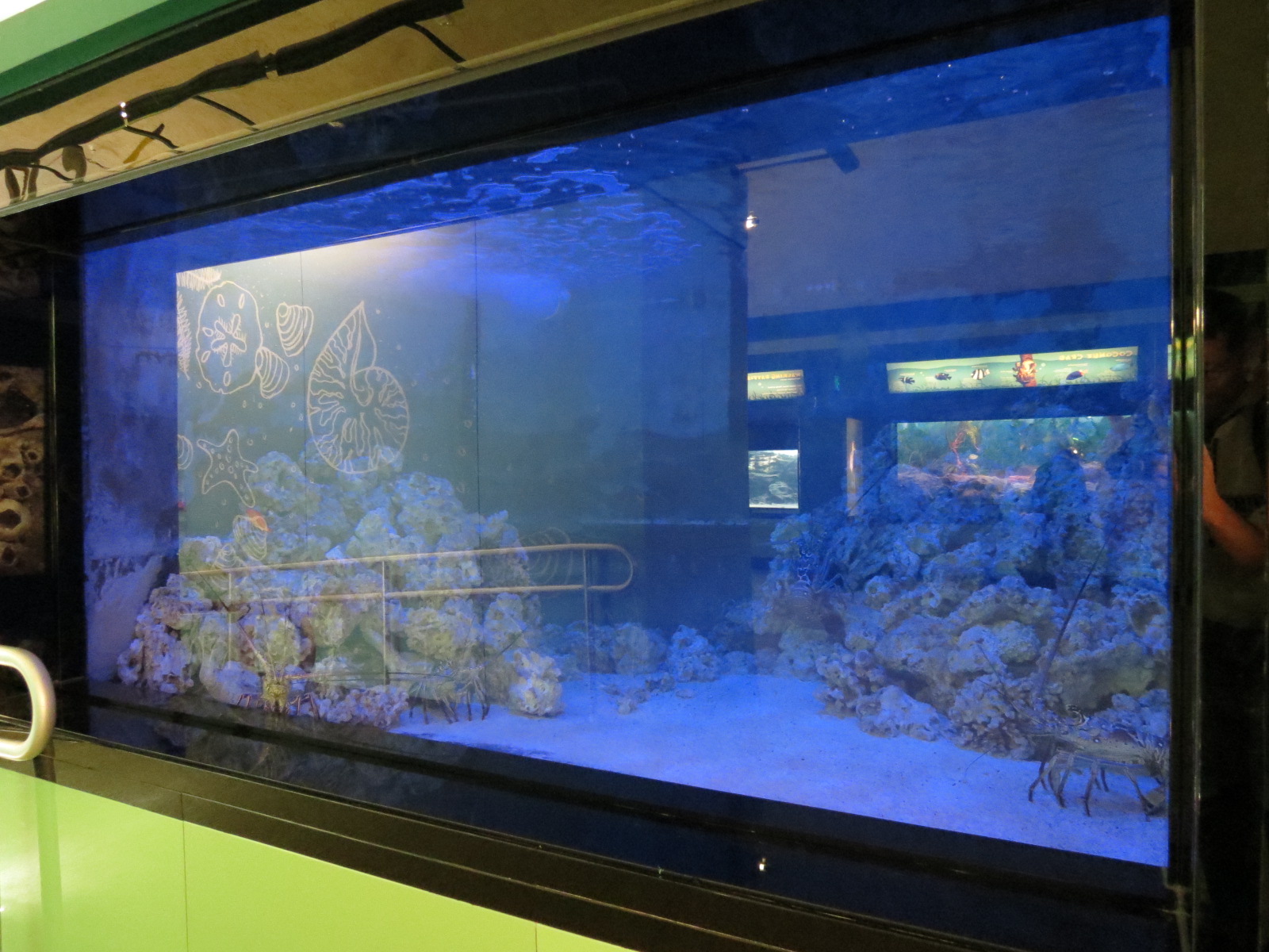 Spiny Lobster and Others Exhibit