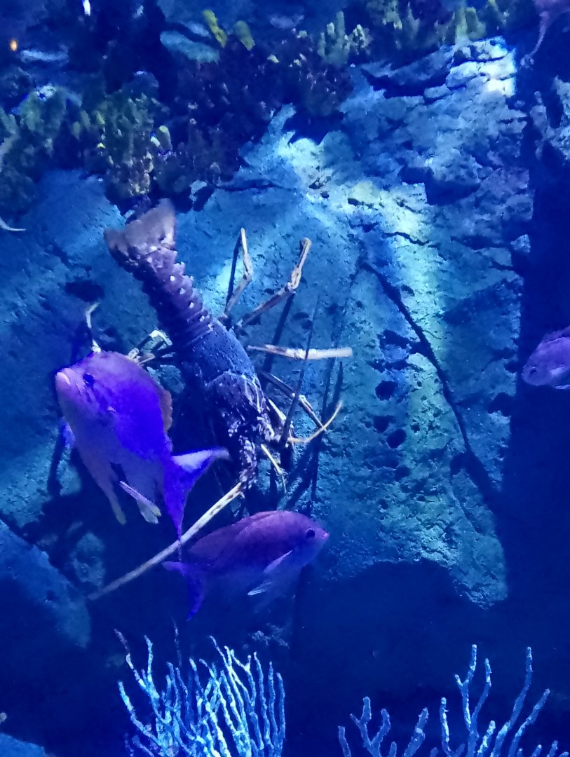 Spiny lobster and swallowtail sea perches