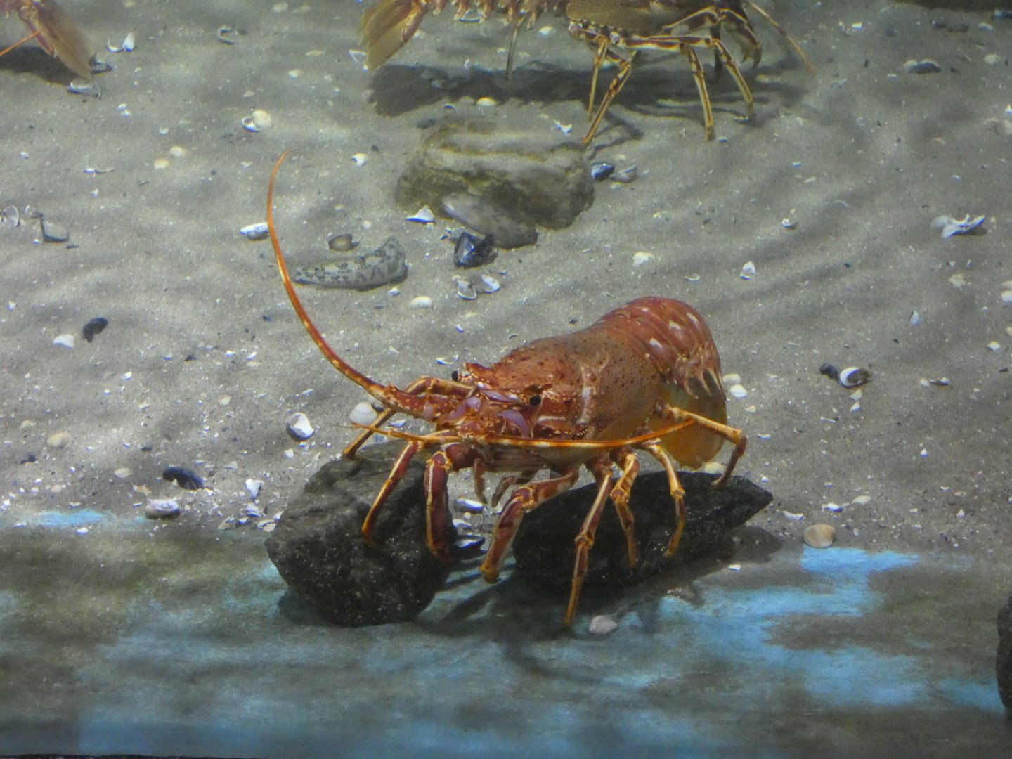 Spiny lobster - Anglesey Sea Zoo