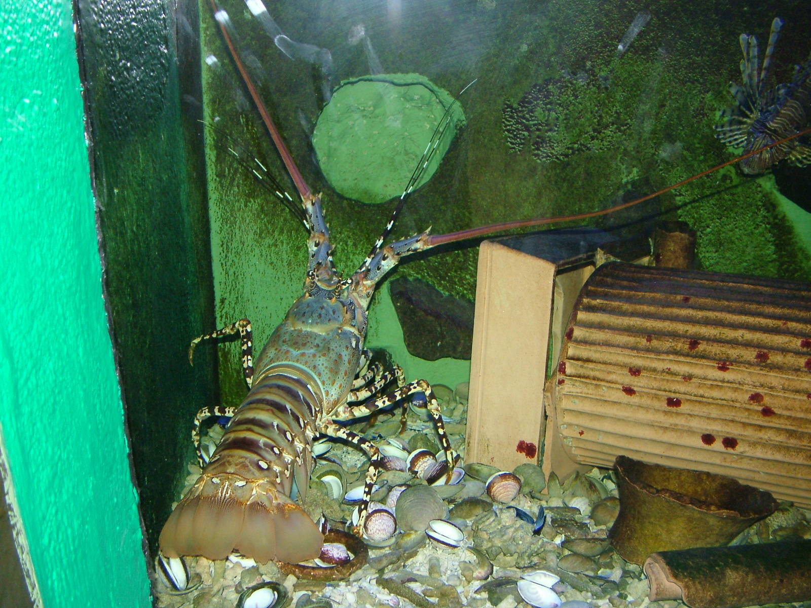 Spiny Lobster at Olomouc 30/05/09
