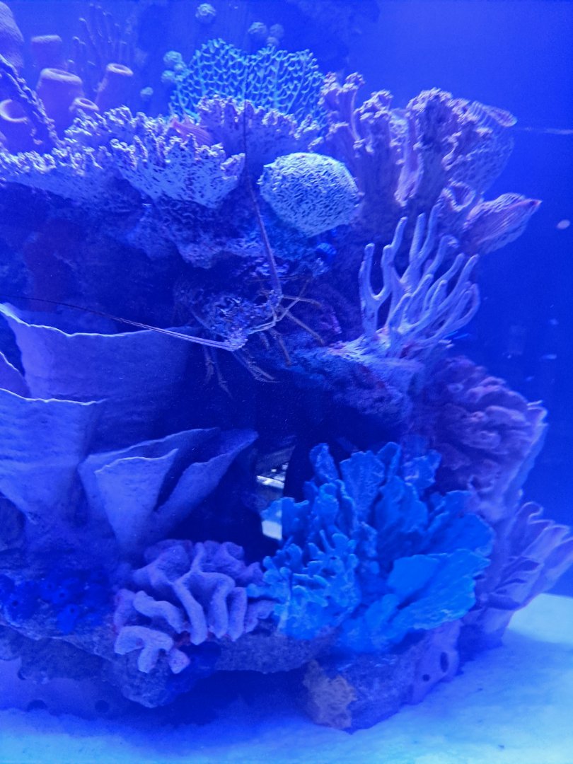 Spiny Lobster ID? (4/19/25)