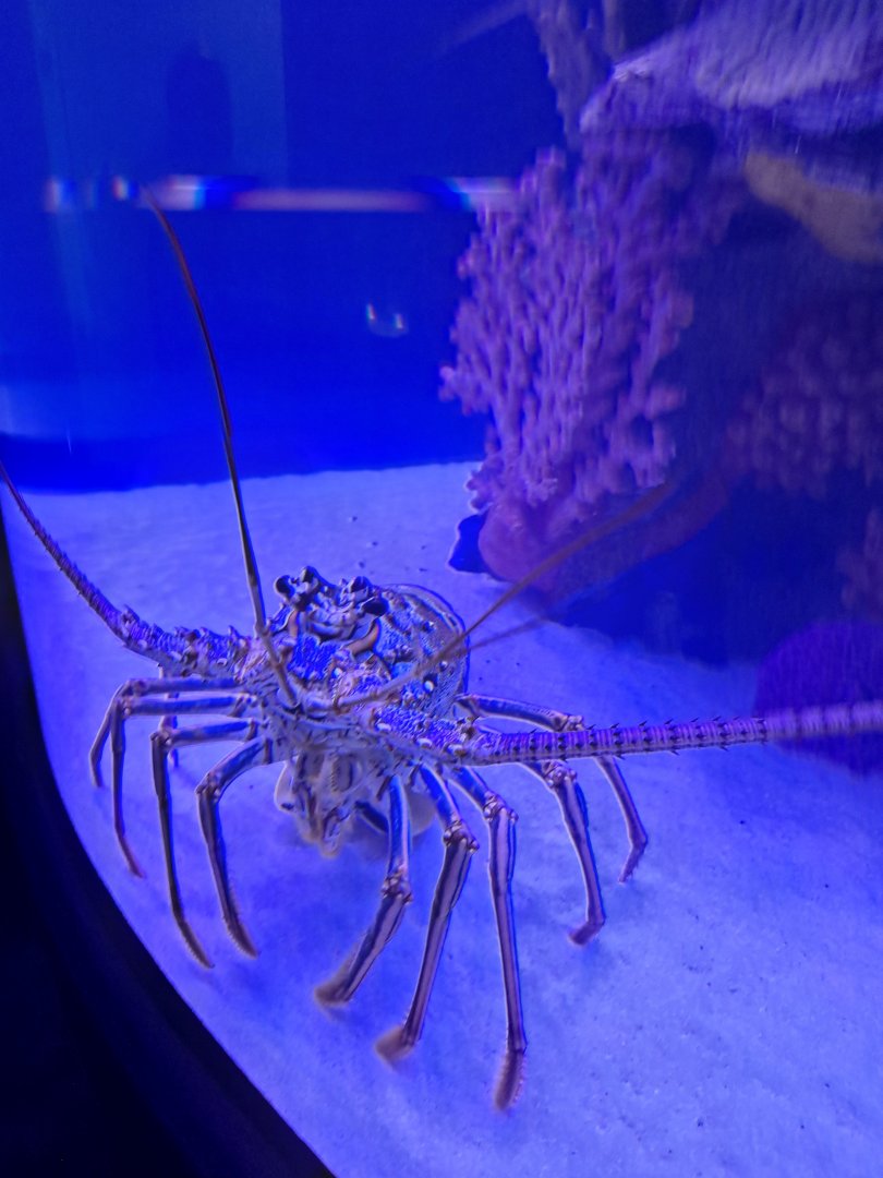 Spiny Lobster ID? (4/19/25)