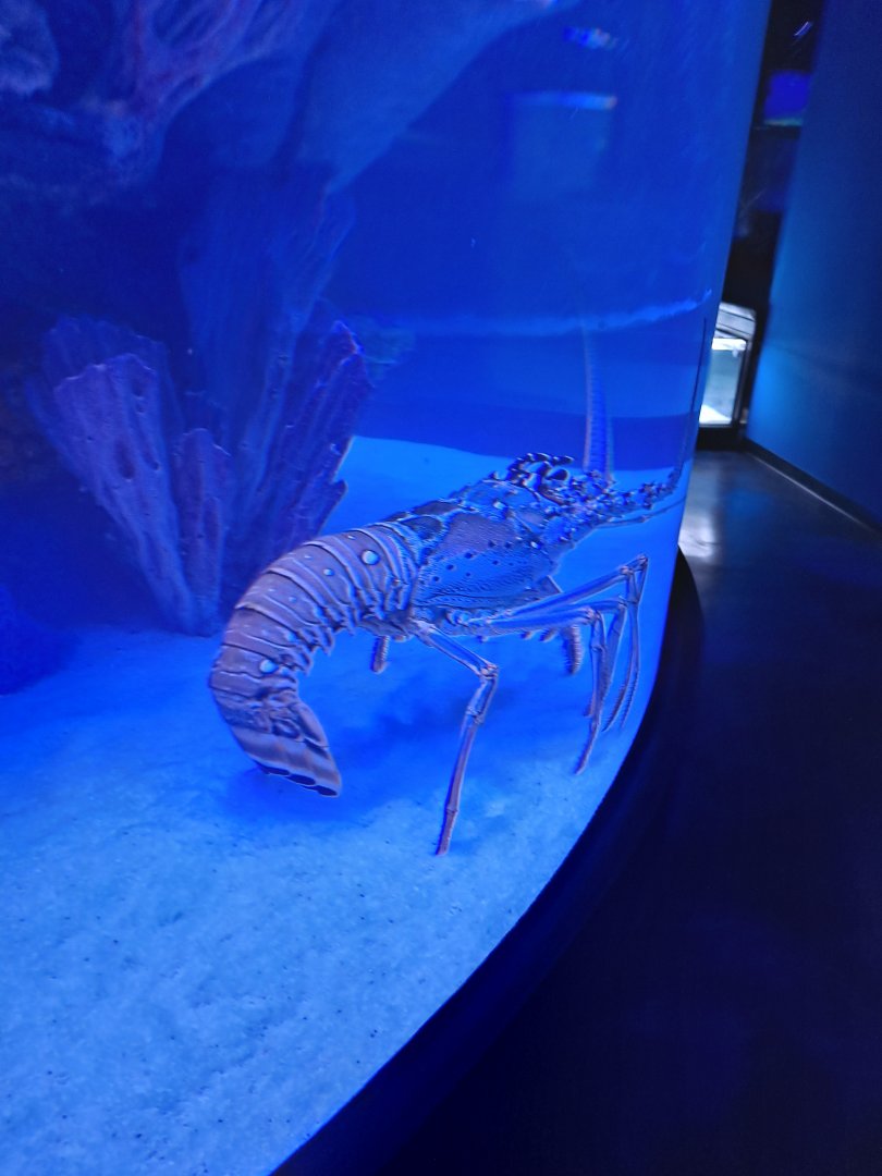 Spiny Lobster ID? (4/19/25)