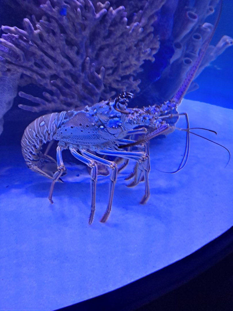 Spiny Lobster ID? (4/19/25)