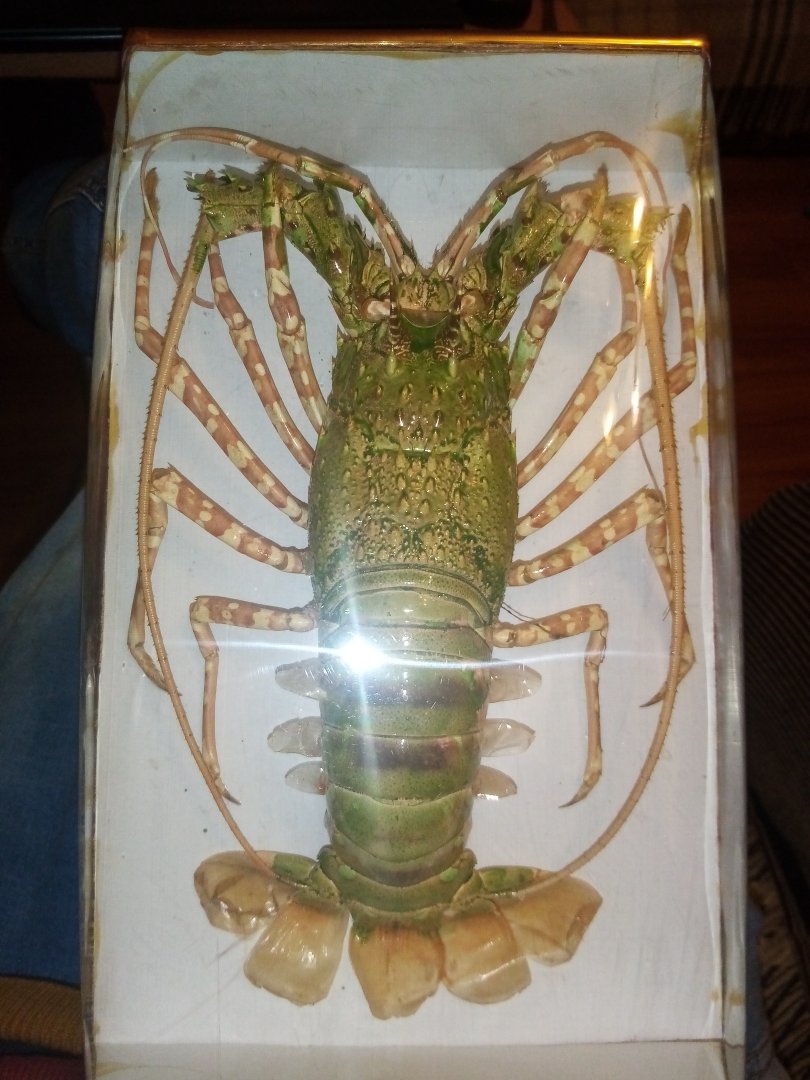 Spiny lobster specimen ID