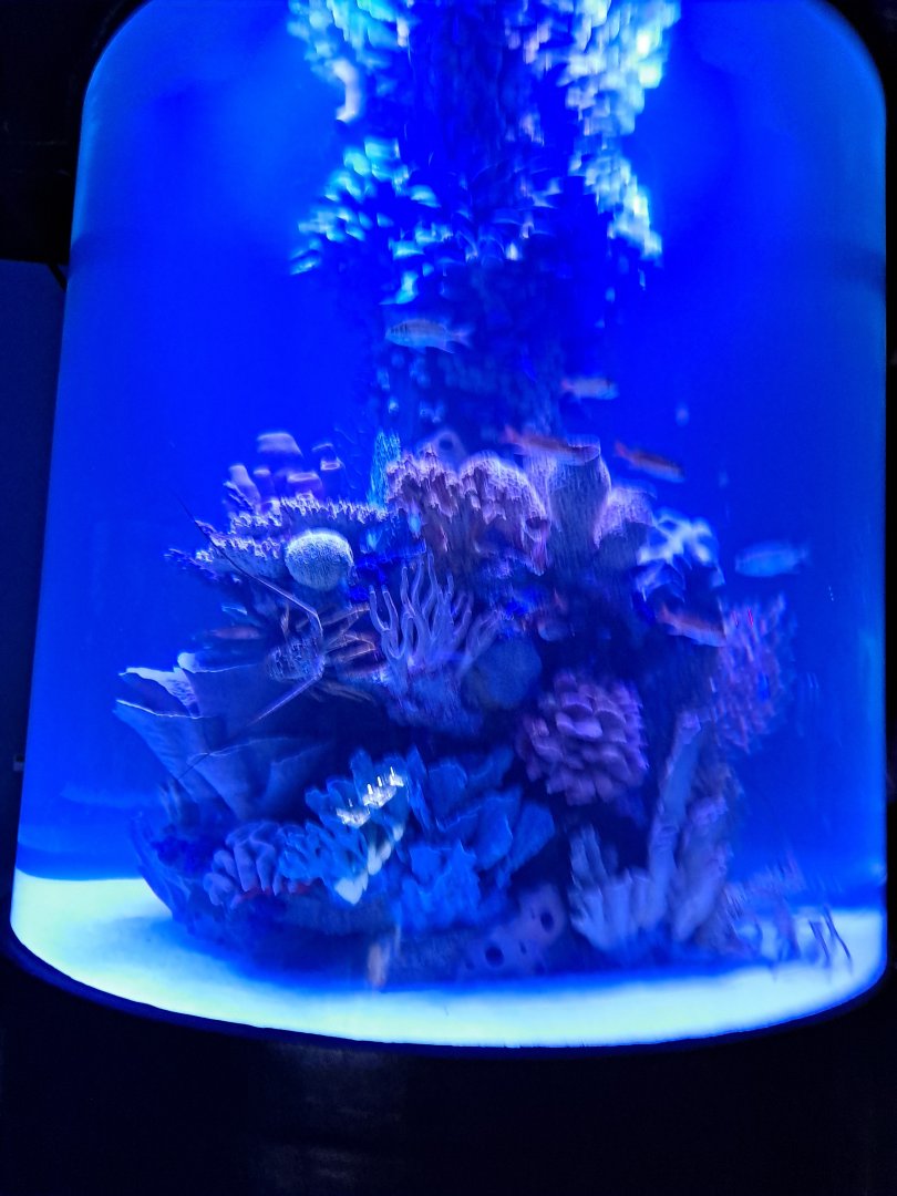 Spiny Lobster/Squirrelfish tank (both need ID; see other pics) (4/19/25)