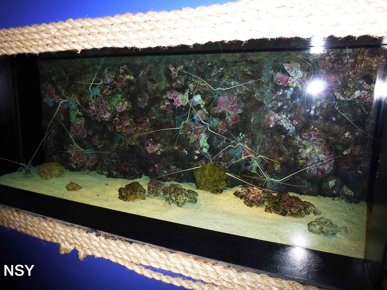 Spiny lobster tank, June 2013.