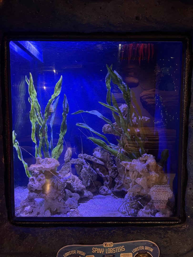 spiny lobster tank