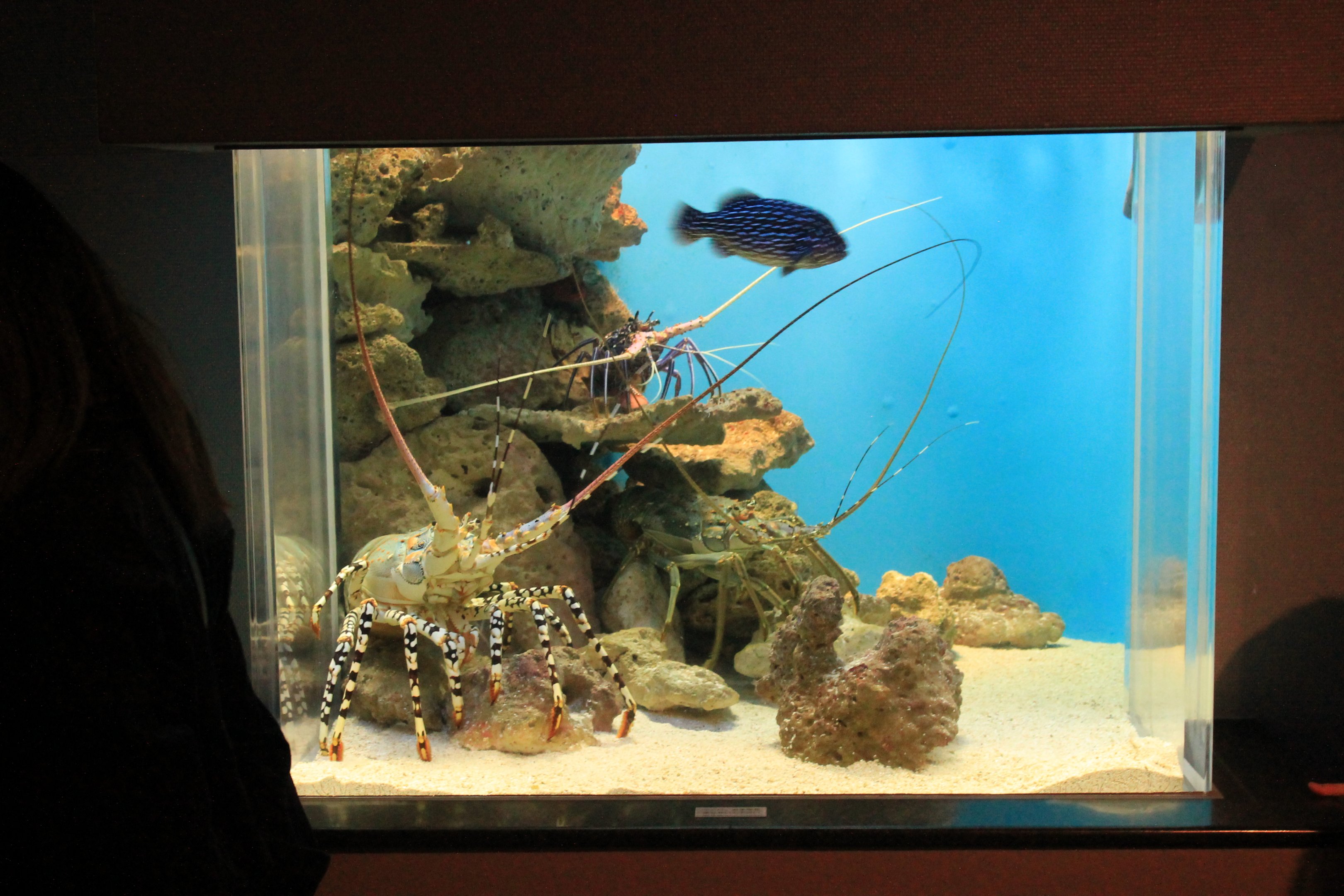 Spiny Lobster tank