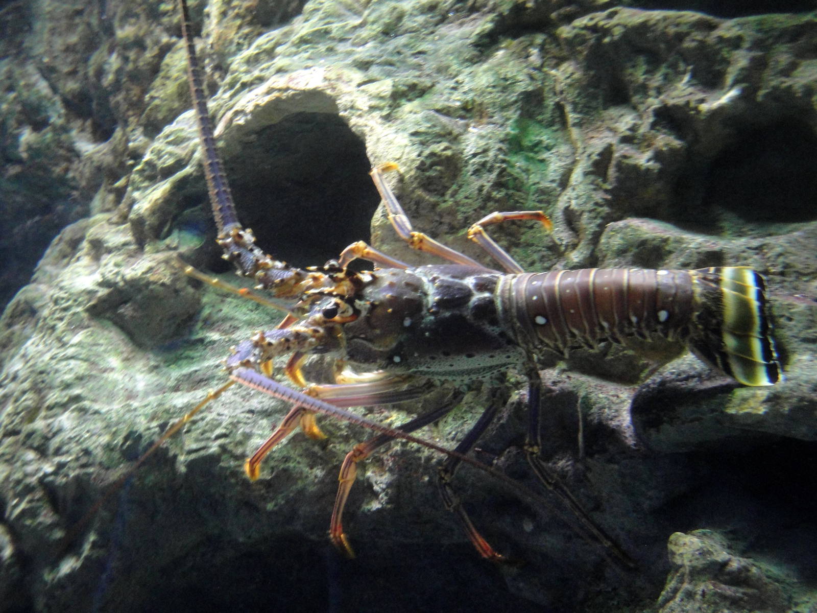 Spiny Lobster