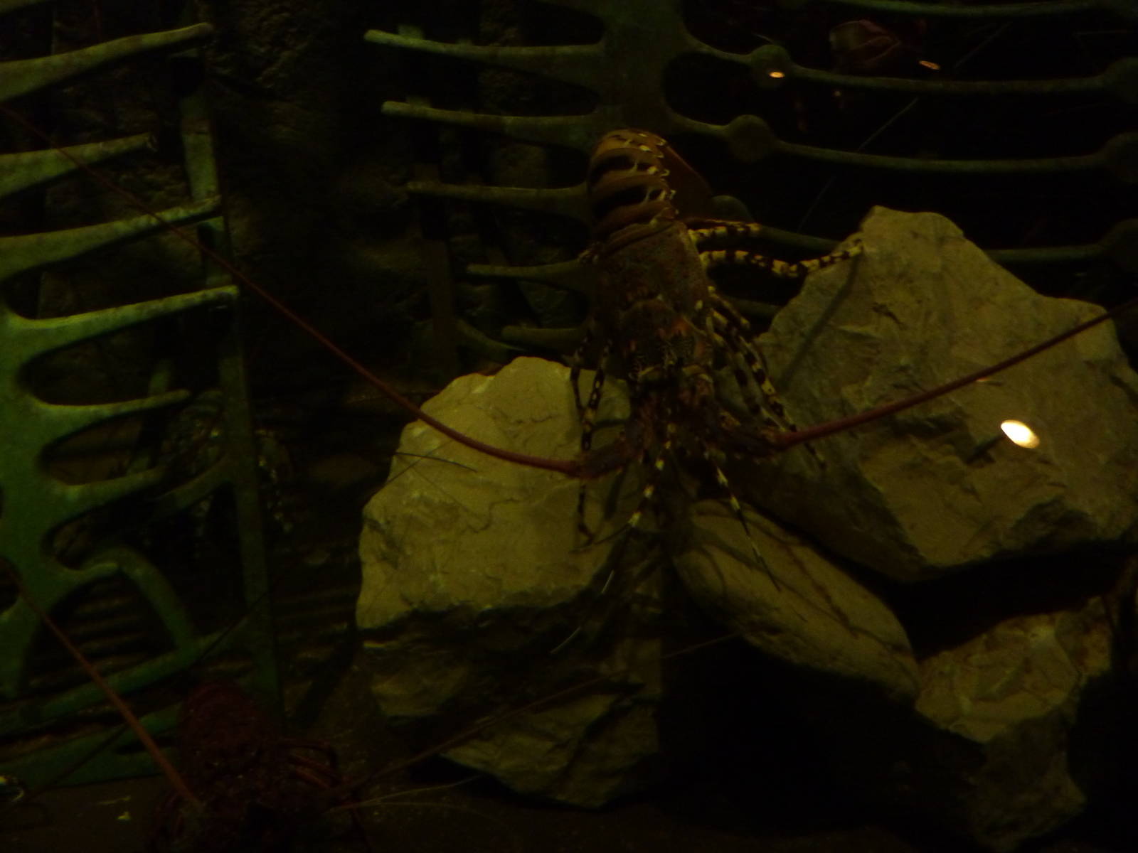 Spiny lobster