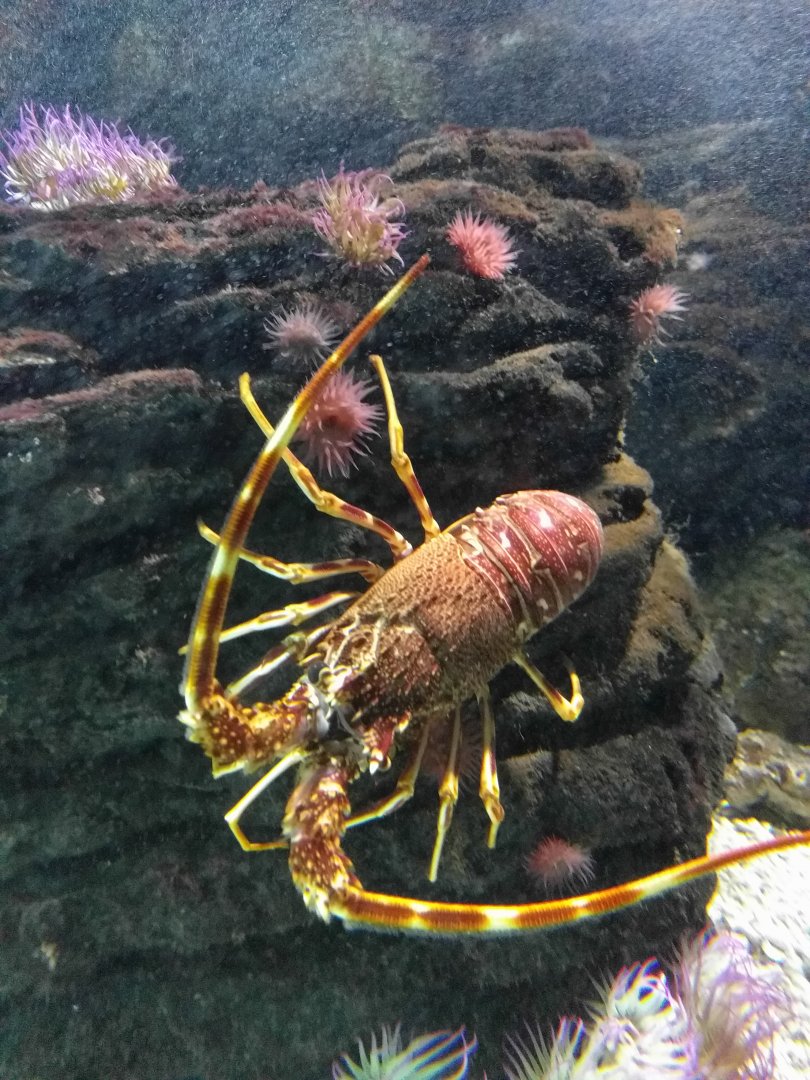 Spiny lobster