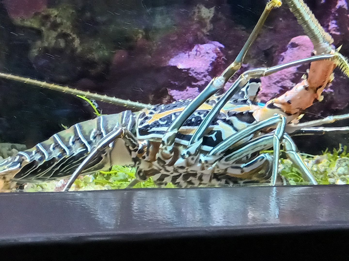 Spiny Lobster