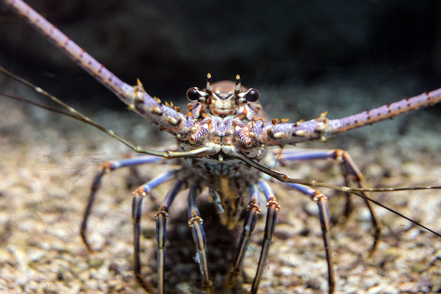 Spiny lobster