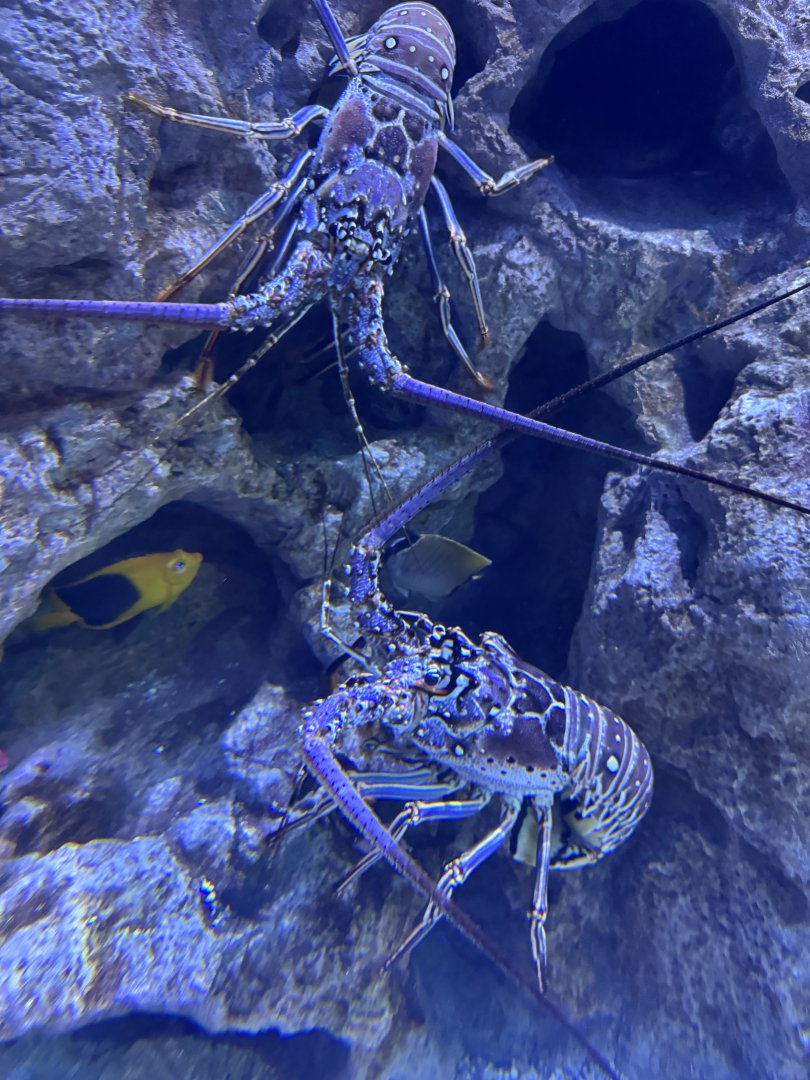 Spiny lobster