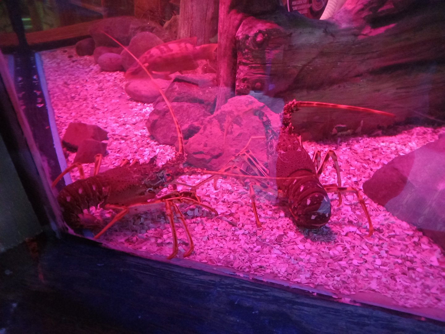 Spiny Lobsters