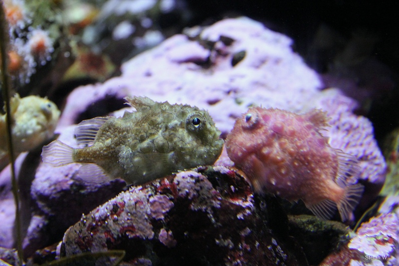 Spiny lumpsucker (Eumicrotremus orbis)