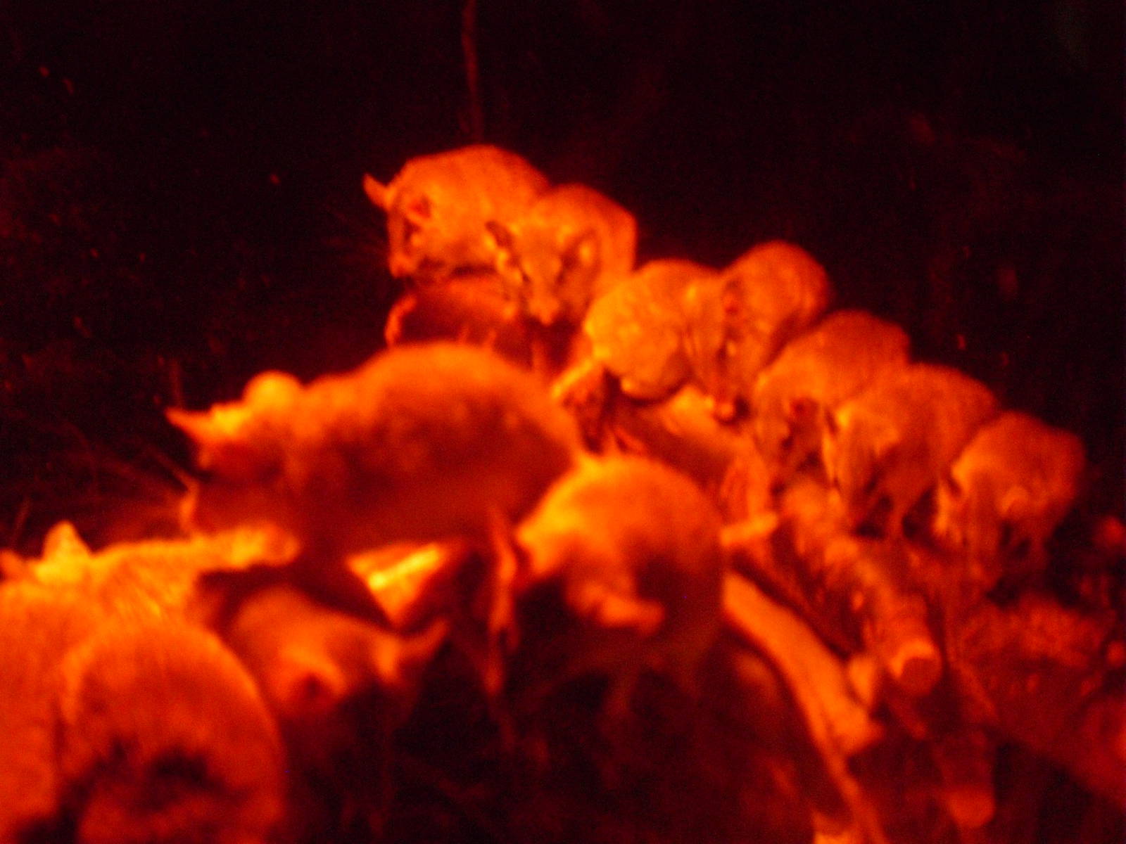 Spiny Mice - 12/10/2011