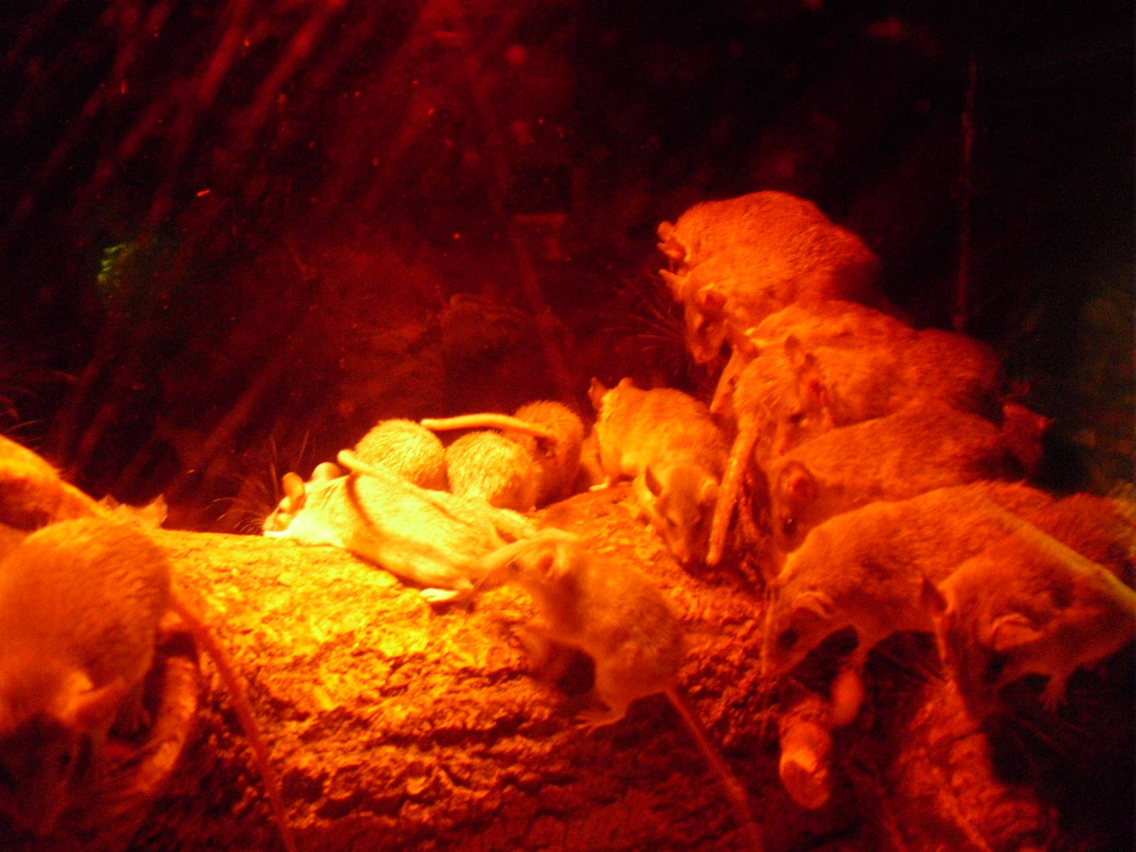 Spiny Mice - 12/10/2011