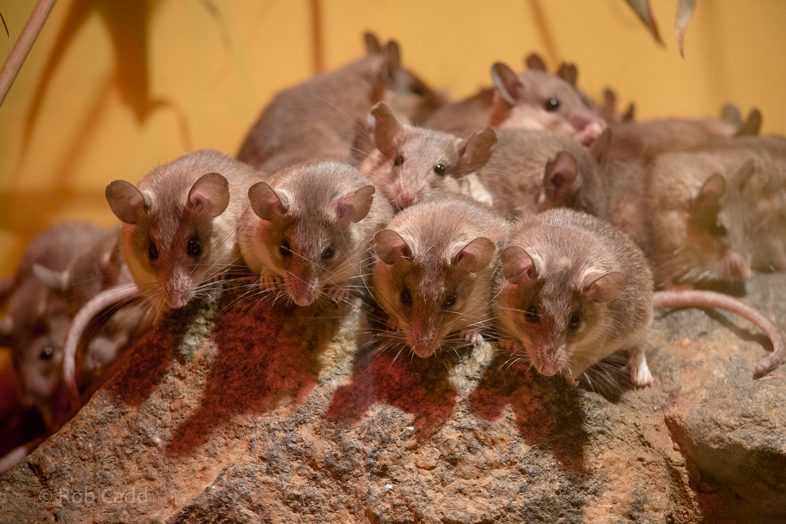Spiny mice : Africa Alive! : 02 Jan 2015