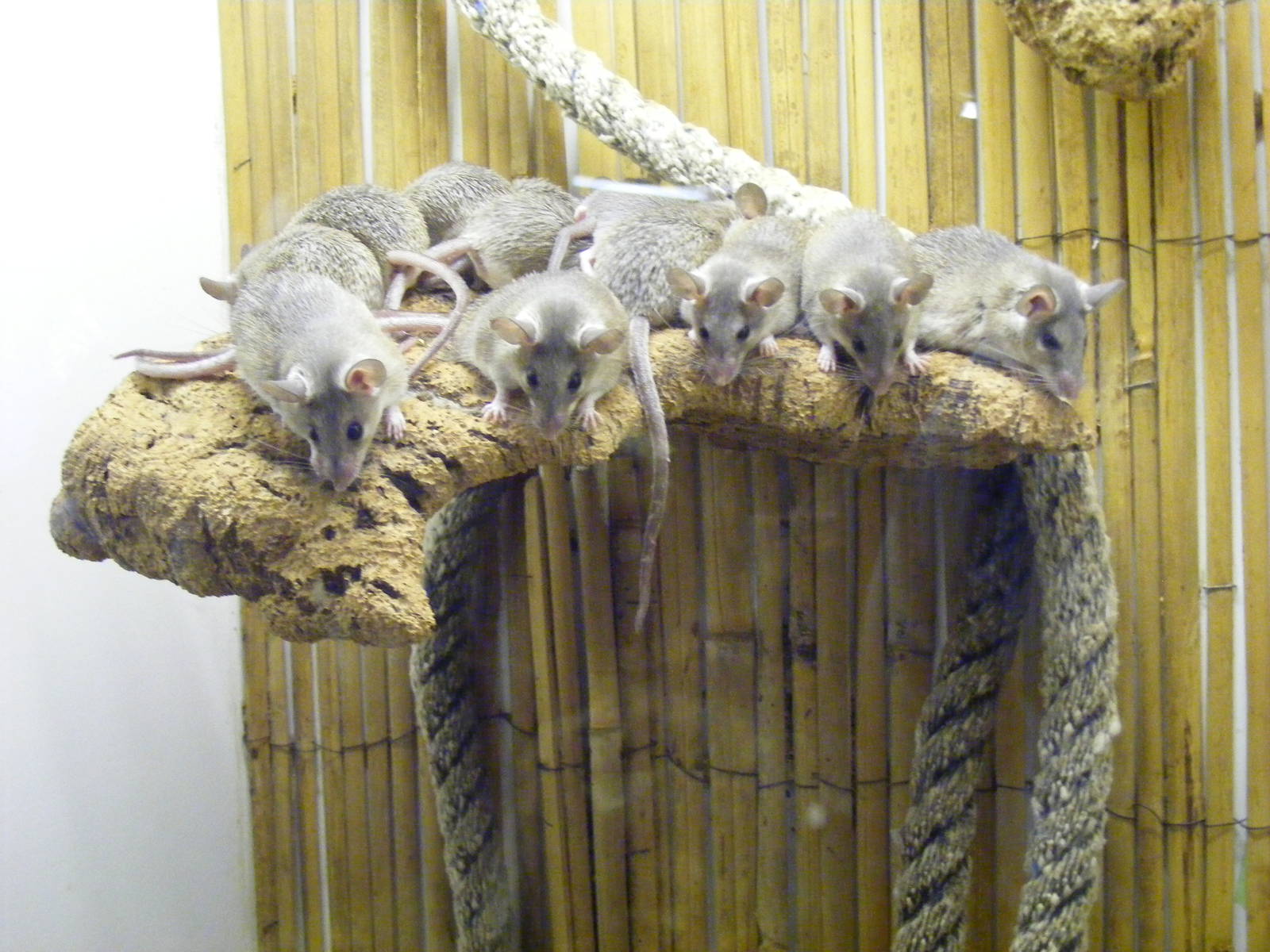 Spiny mice at Lakeland Wildlife Oasis, 14 June 2011