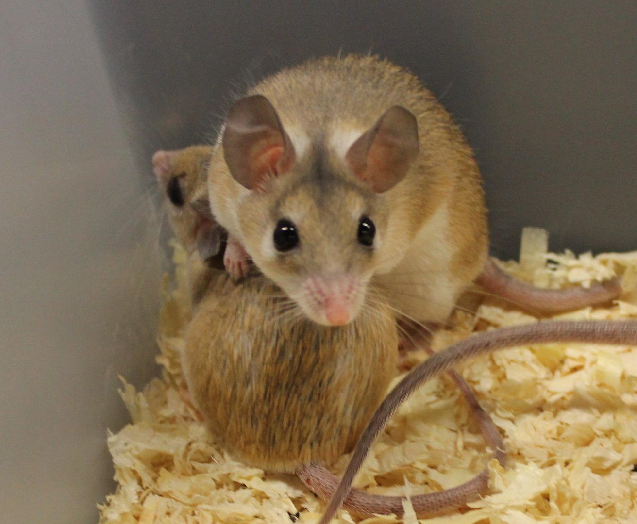 Spiny mice-species