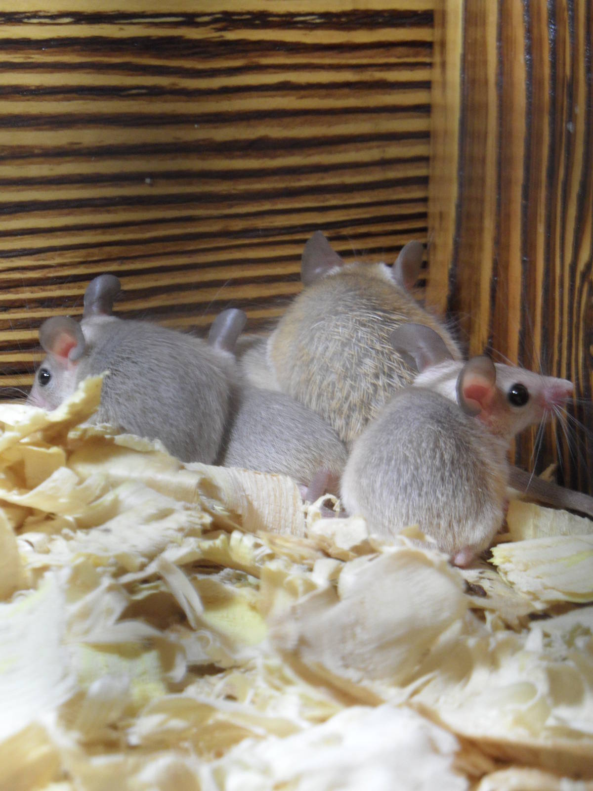 Spiny mice