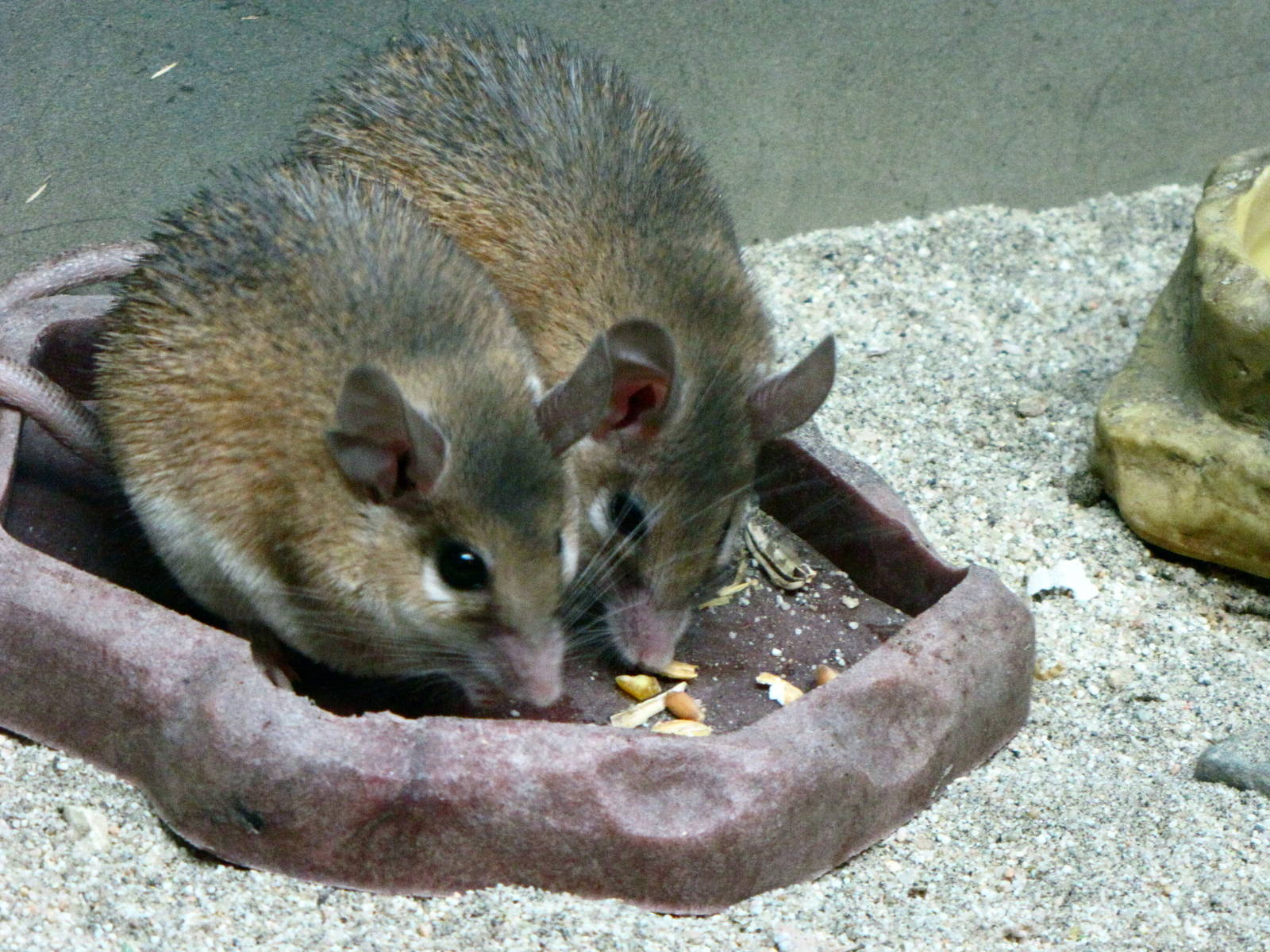 Spiny Mice