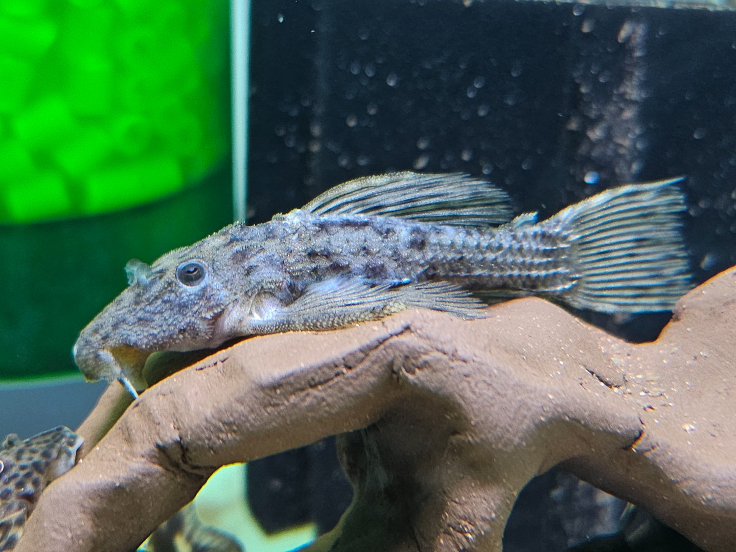 Spiny Monster Pleco (Pseudacanthicus spinosus, L096)