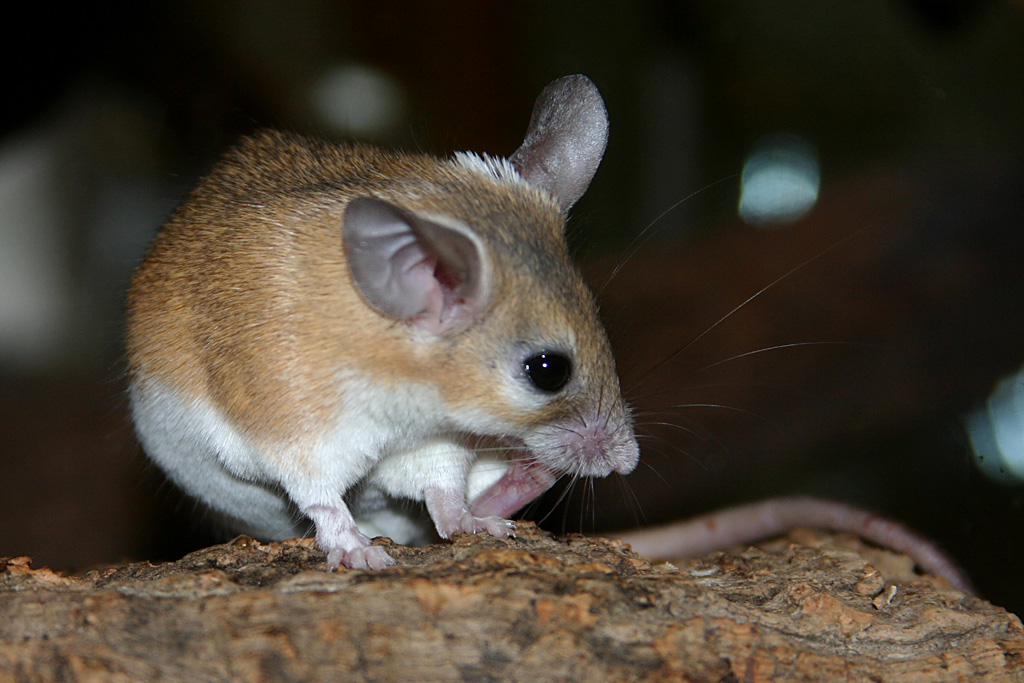 Spiny Mouse at Disneys Animal Kingdom 22/03/05