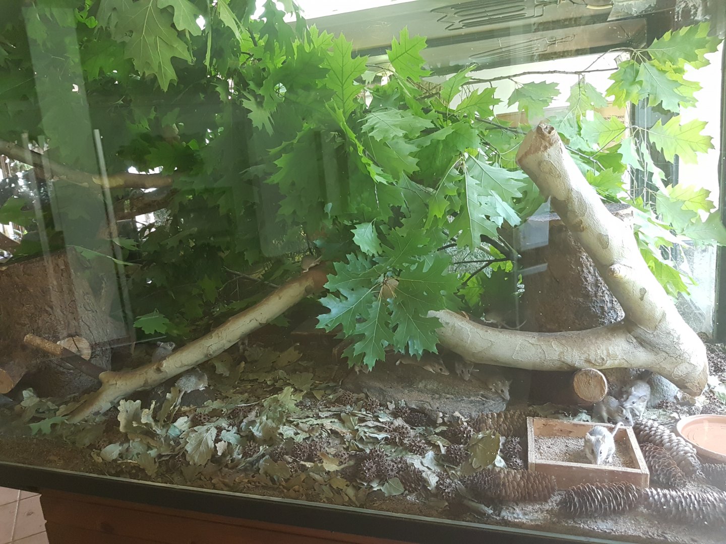 Spiny mouse enclosure