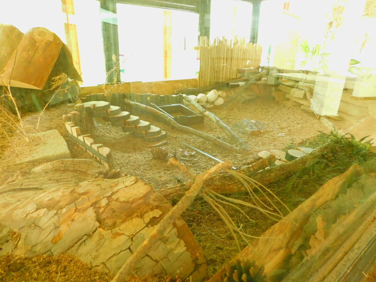 Spiny Mouse Enclosure