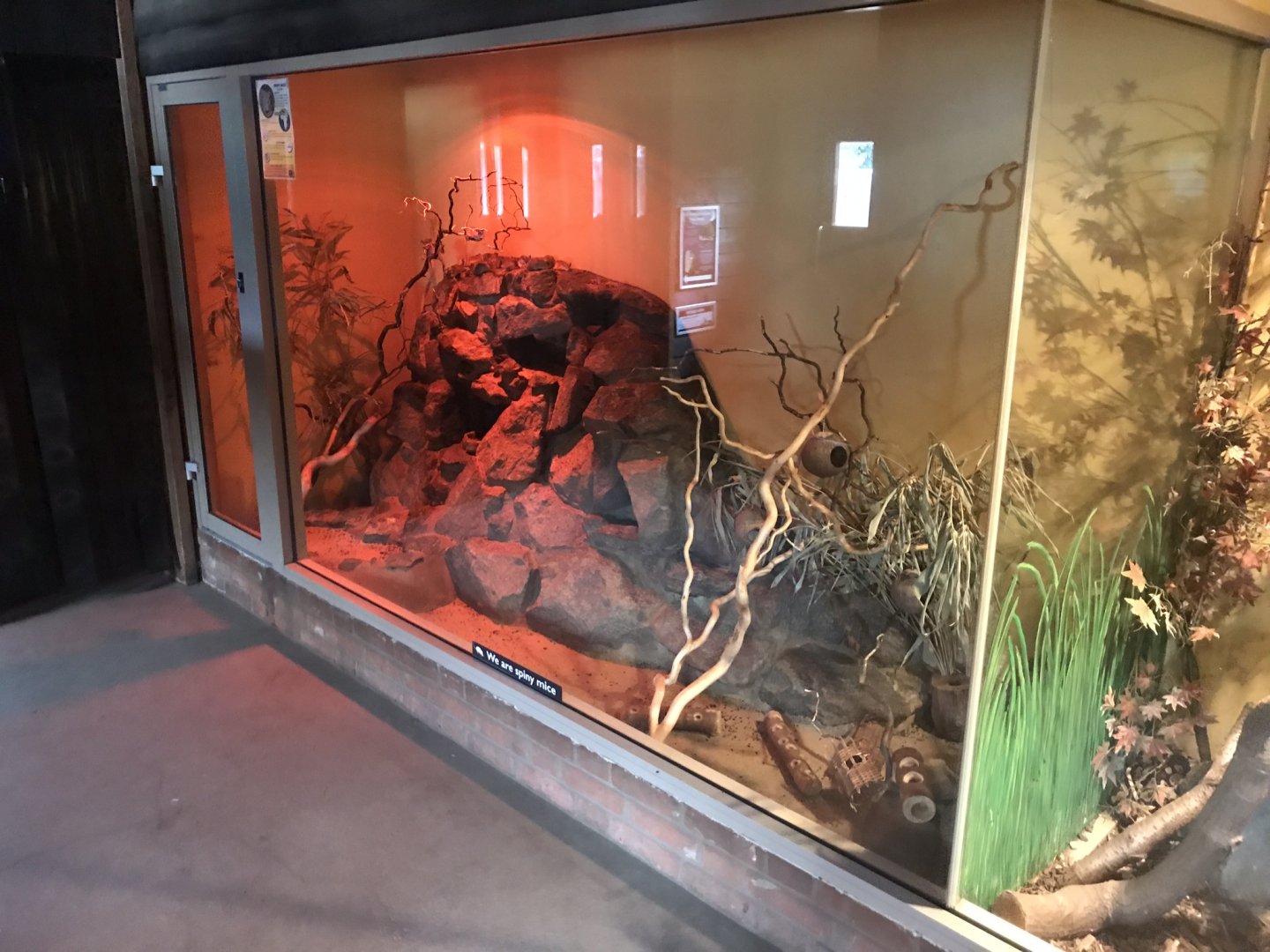 Spiny mouse exhibit 080818