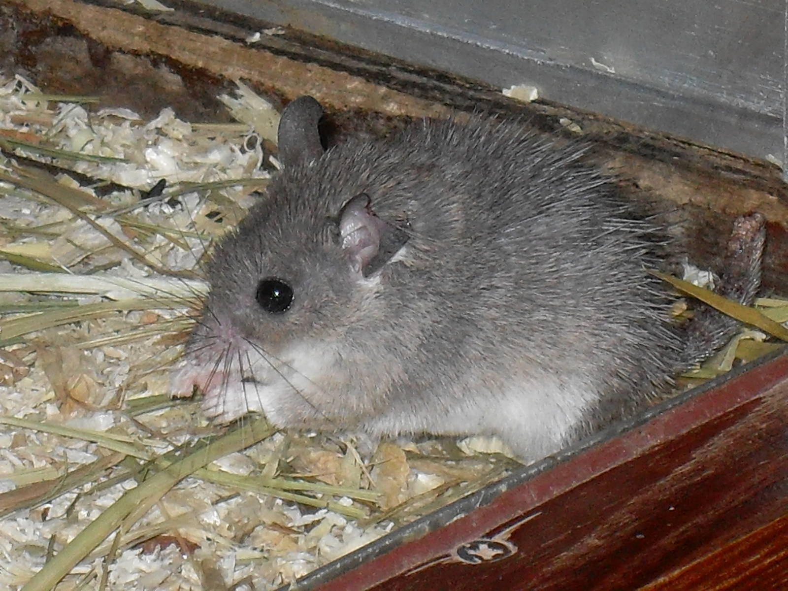 spiny mouse species 050910