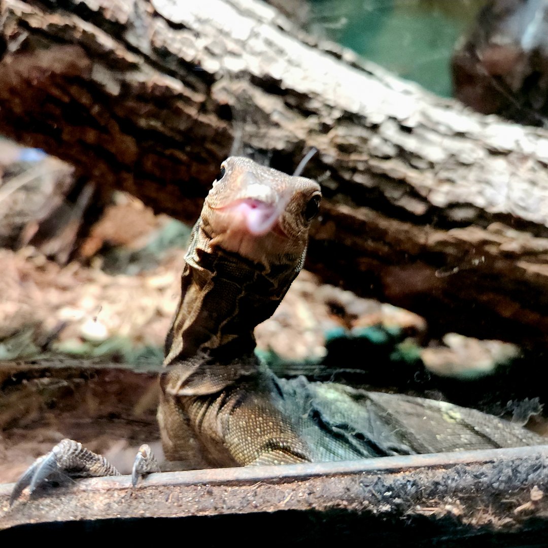 Spiny-Neck Monitor (Varanus spinulosus)