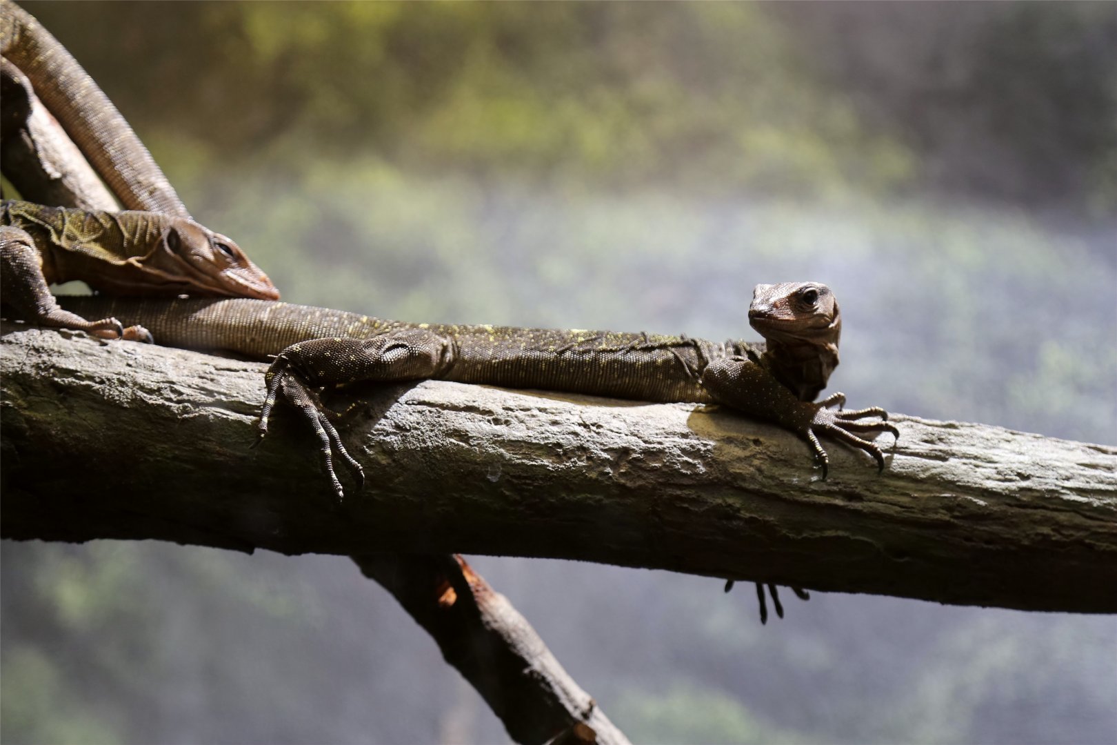 Spiny-necked Mangrove Monitor (Varanus spinulosus)