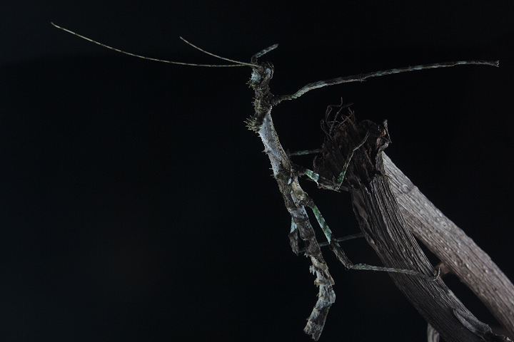 Spiny-necked stick insect (Centrophasma sp. 'West Java') - Private facility