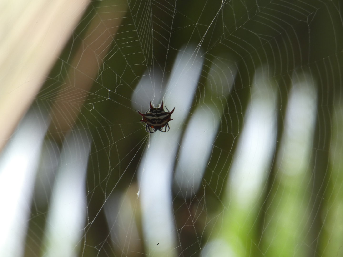 Spiny orb weaver