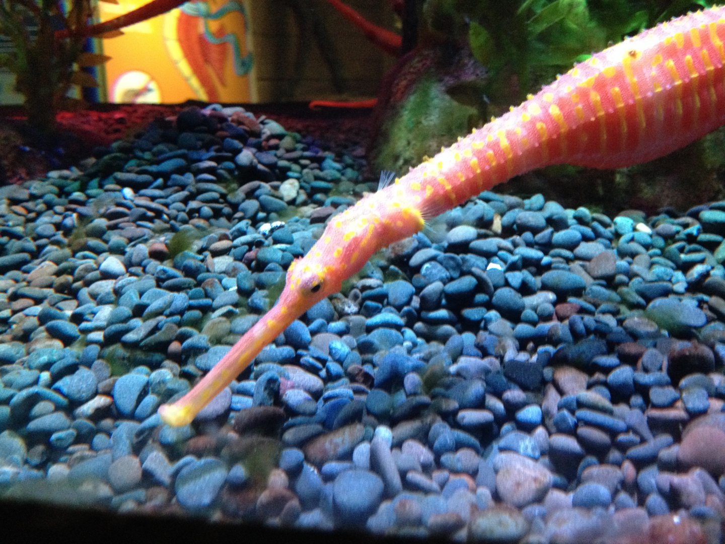 Spiny Pipehorse (Solegnathus spinosissimus)