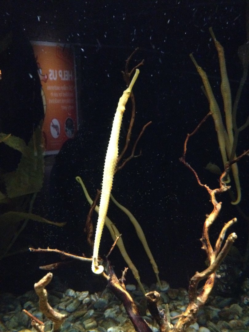 Spiny Pipehorse (Solegnathus spinosissimus)