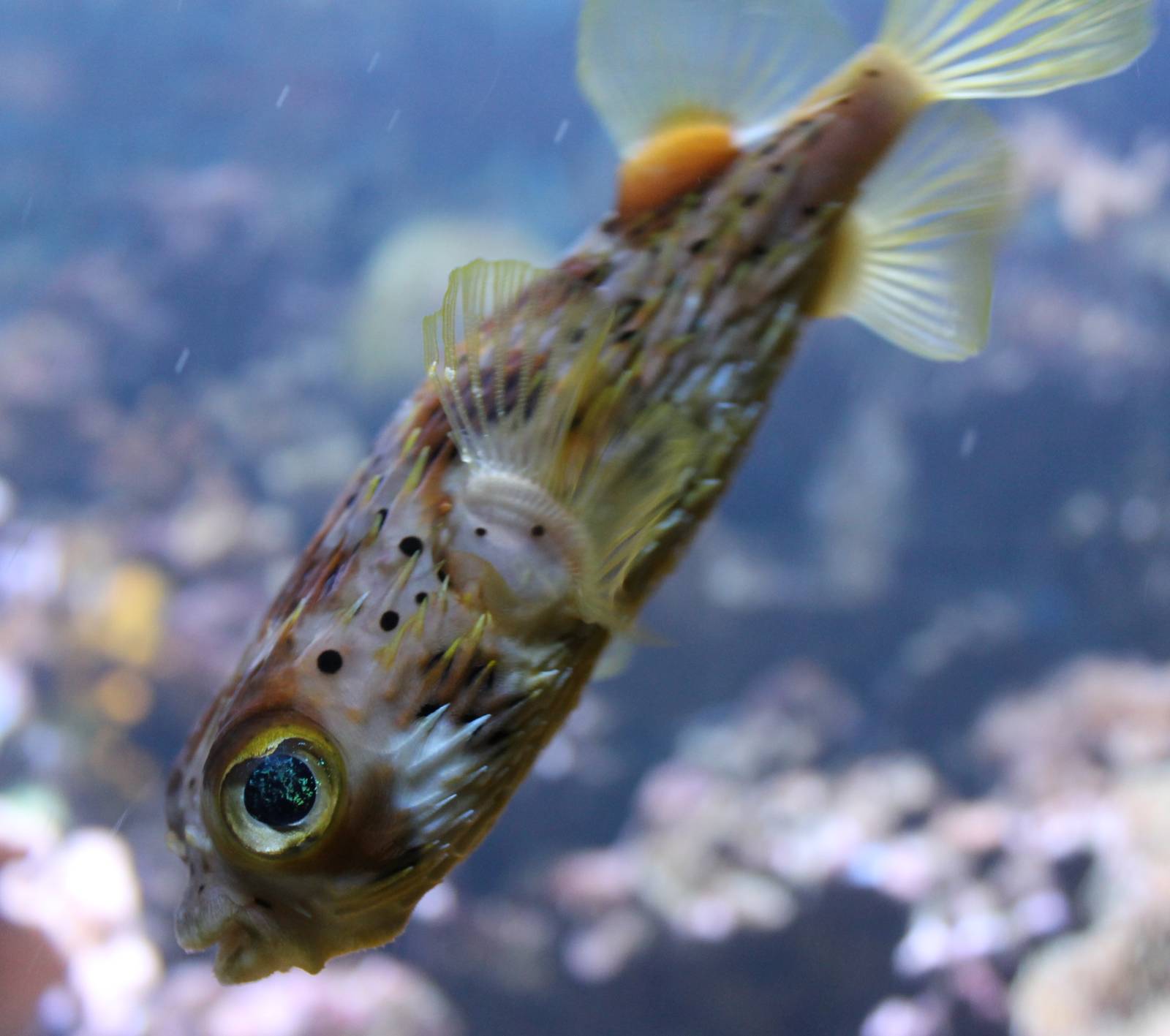 Spiny puffer