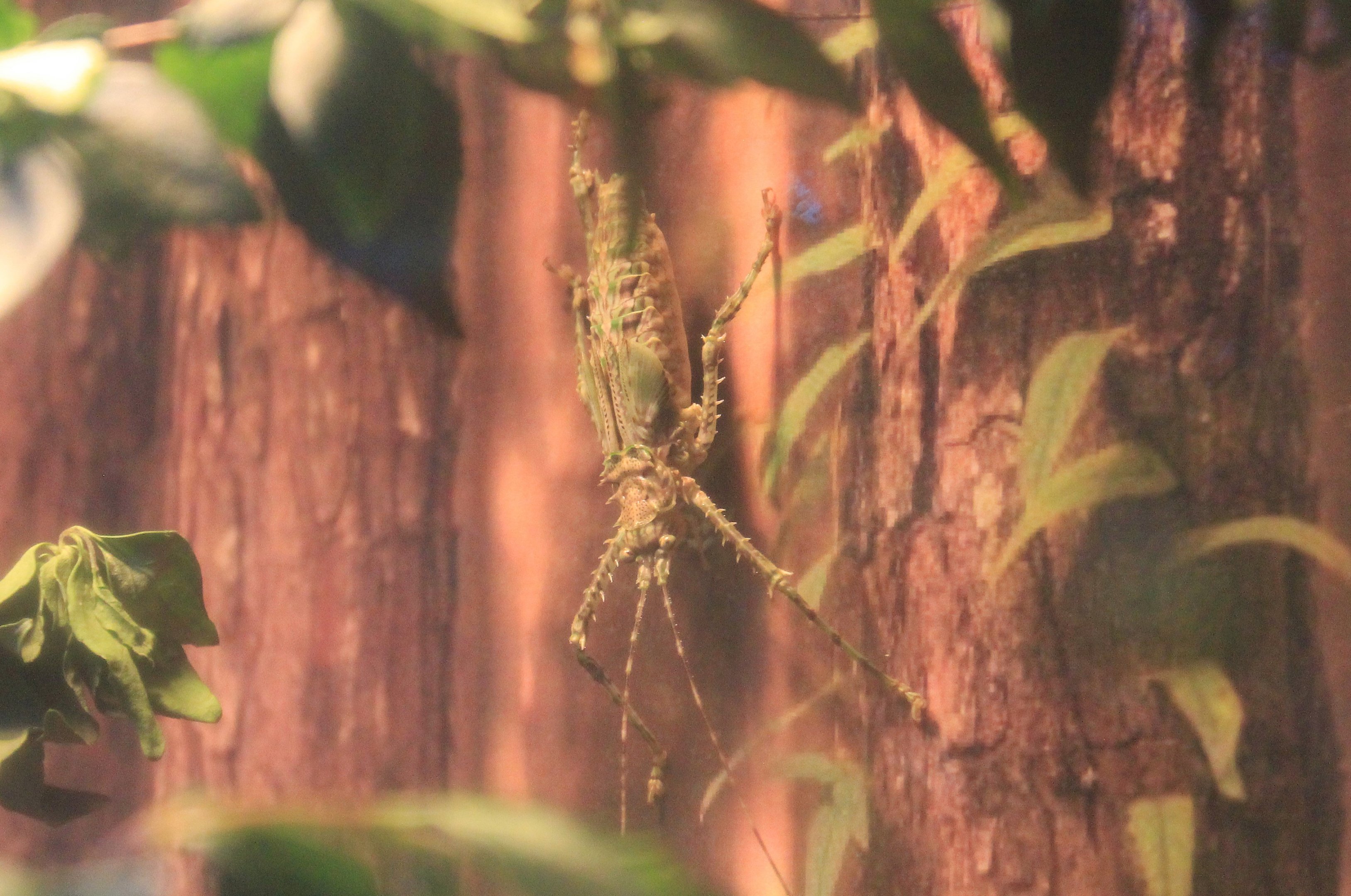 Spiny Rainforest Katydid (Phricta spinosa)