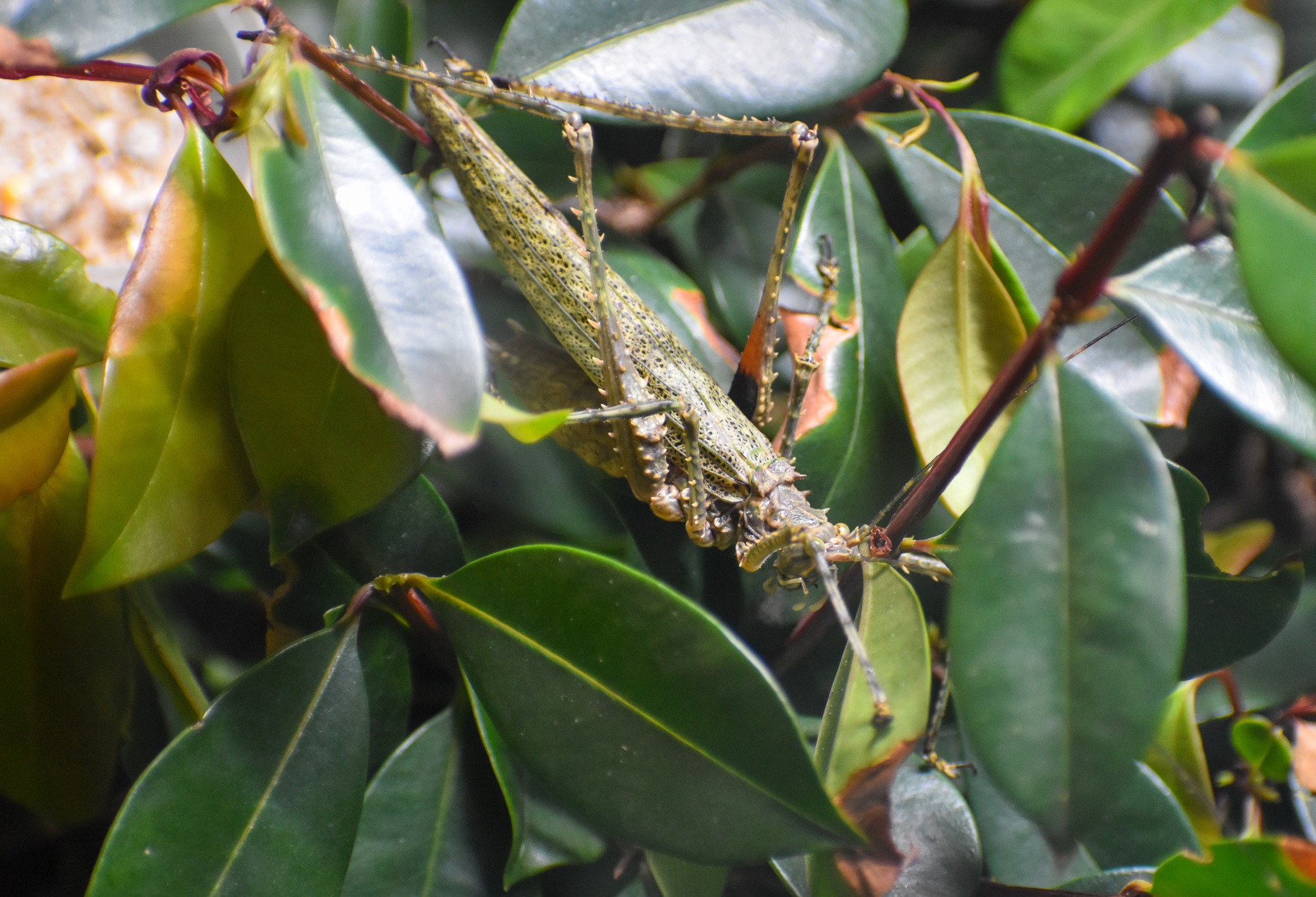 Spiny Rainforest Katydid