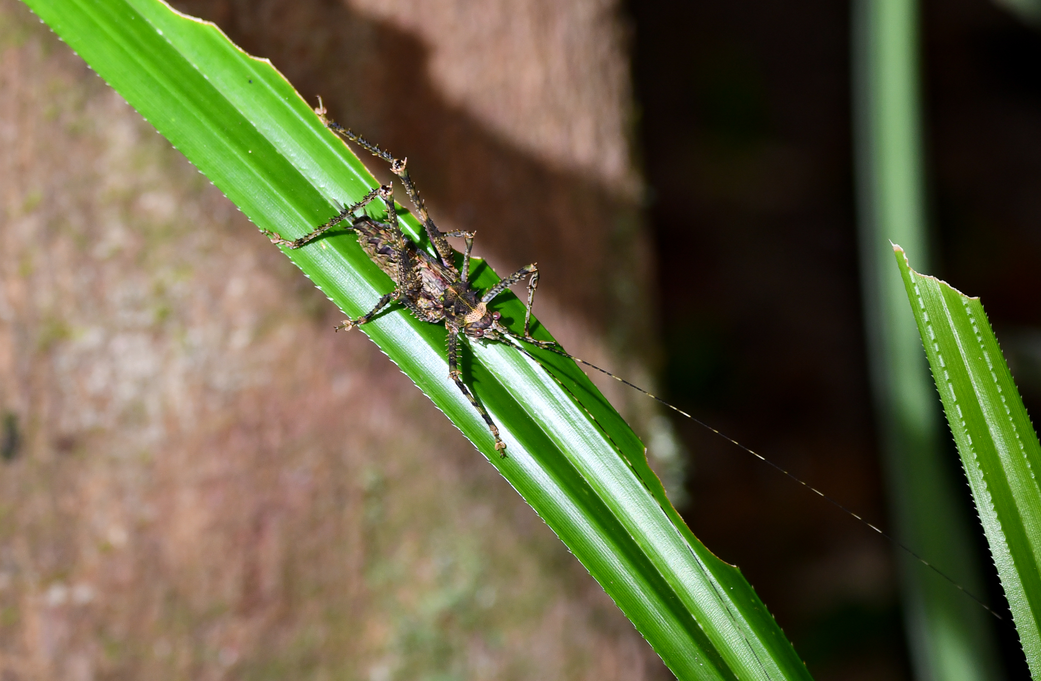 Spiny Rainforest Katydid