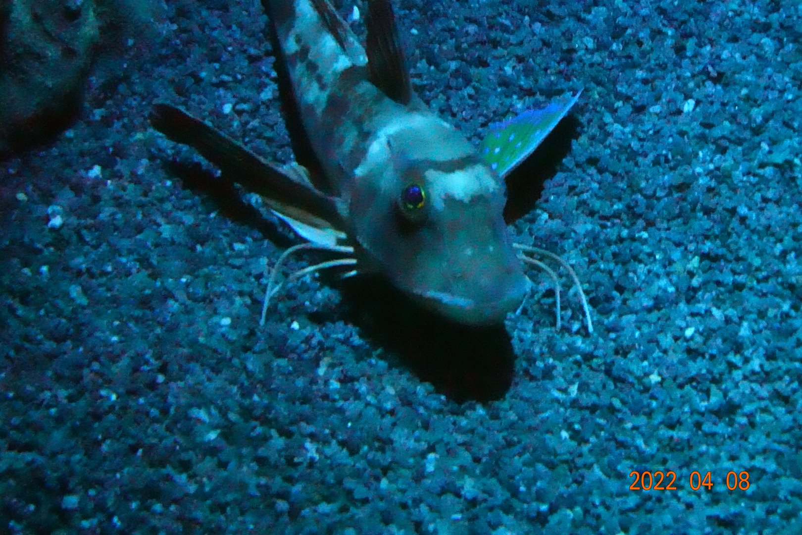 Spiny Red Gurnard (Chelidonichthys spinosus) - Xpark